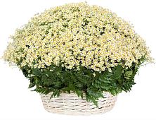 Цветочная композиция из Ромашки в корзине #REPLACE_PRED# Первомайском Оренбургская область